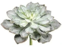 8″H X 14″D Echeveria Pick Green Gray