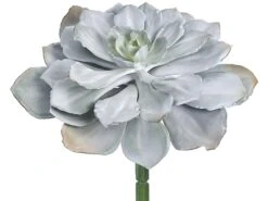 8″H X 14″D Echeveria Pick Gray Green