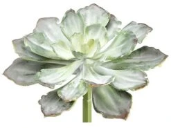 8″H X 10.5″D Echeveria Pick Green Gray
