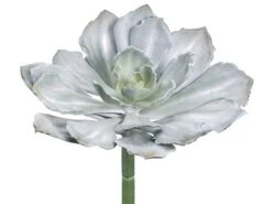 8″H X 10.5″D Echeveria Pick Gray Green