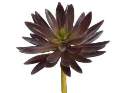 7.5″ Agave Pick Rust