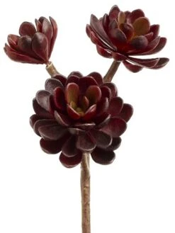 10″ Hen And Chicks Stem X3 Burgundy