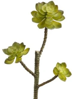 13″ Echeveria Pick X3 Green