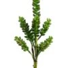 12″ Donkey Tail Pick Green