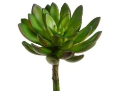 9″H X 4.5″D Echeveria Pick Green Burgundy