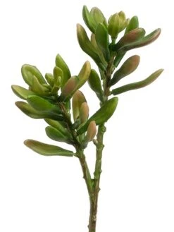 8″ Jade Plant Green Mauve