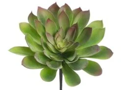 8’H X 12″D Soft Plastic Echeveria Pick Green Burgundy