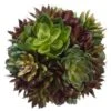 6″ Succulent Ball Green Burgundy