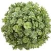 5.5″ Sedum Orb Green