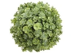 5.5″ Sedum Orb Green