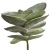 8″ Succulent Green