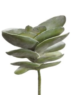 8″ Succulent Green