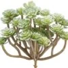 6.3″ Soft Sedum Pick Green Gray