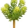 7″ Soft Sedum Pick Green