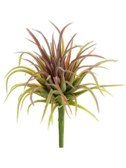 6″H X 3.5″D Tillandsia Pick Green Red