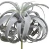 12″ Tillandsia Pick With 24 Leaves Green Gray
