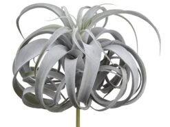 12″ Tillandsia Pick With 24 Leaves Green Gray
