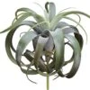 12″ Tillandsia Pick With 21 Leaves Green Burgundy