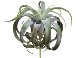 12″ Tillandsia Pick With 21 Leaves Green Burgundy