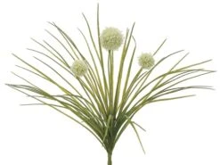 18″ Allium Bush Cream
