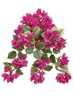 24″ Bougainvillea Hanging Bush Beauty