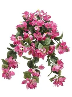 24″ Bougainvillea Hanging Bush Mavue Pink