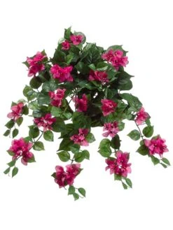 24″ Bougainvillea Hanging Bush X9 W/199 Lvs. Fuchsia