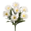 19″ Spider Gerbera Daisy Bush x7 Cream