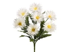 19″ Spider Gerbera Daisy Bush x7 Cream