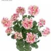 24″ UV Protected Geranium Bush x5 Pink White