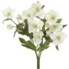 14″ Helleborus Bush Cream Green