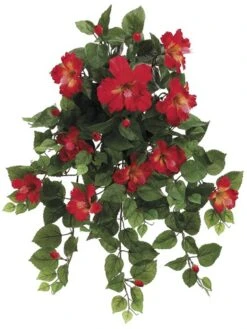 26″ Hibiscus Hanging Bush X13 w/216 Lvs. Tomato Red