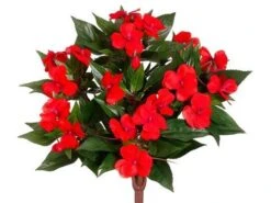 13.7″ New Guinea Impatiens Bush Tomato Red