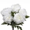 18″ Peony Bush X5 White