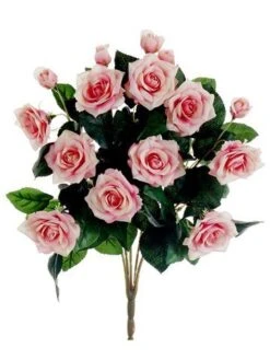 15″ Rose Bush X10 Pink Cream