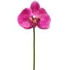 10″ Phalaenopsis Orchid Pick Two Tone Orchid