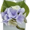 5″ Hydrangea Corsage On Header Card Creasm Lavender