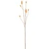 29″ Bristle Grass Spray Amber