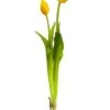 18.5″ Tulip Bundle X2 Yellow