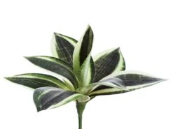 8″ Mini Bromeliad Plant Variegated