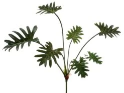 19″ Split Leaf Philodendron Plant With 7 Leaves Green