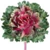 11″ Large Japanese Cabbage Spray Burgundy