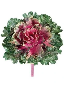 11″ Large Japanese Cabbage Spray Burgundy