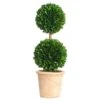 16.5″ Preserved BoxwoodDouble Ball Topiary In ClayPot Green