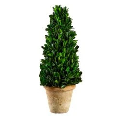 13.3″ Preserved Boxwood Cone Topiary In Clay Pot Green
