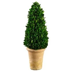 16.5″ Preserved Boxwood Cone Topiary In Clay Pot Green