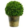 9.8″ Preserved Celosia Ball Topiary In Clay Pot Green