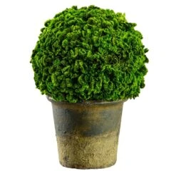 9.8″ Preserved Celosia Ball Topiary In Clay Pot Green