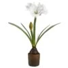 27.5″ Amaryllis With Bulb InCement PotWhite