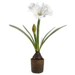 27.5″ Amaryllis With Bulb InCement PotWhite